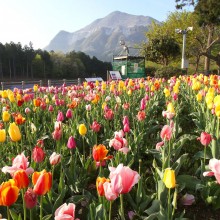 芝桜の丘