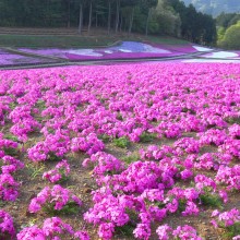 芝桜の丘