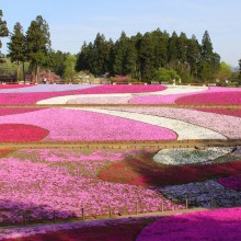 芝桜の丘