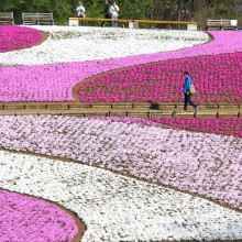 芝桜の丘