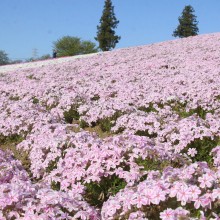 芝桜の丘