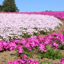 芝桜の丘