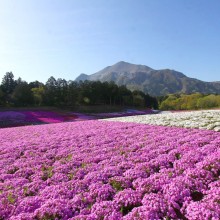 芝桜の丘