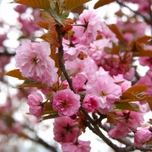 美の山桜