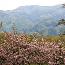 美の山桜