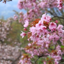 美の山桜