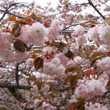 美の山桜