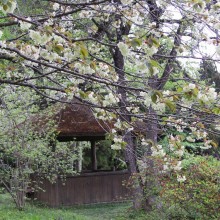 美の山桜