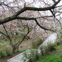 美の山桜