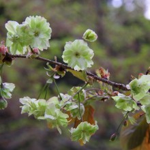 美の山桜