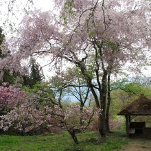 美の山桜