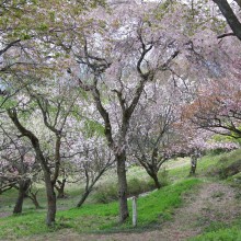 美の山桜