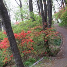 美の山ヤマツツジ