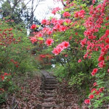 美の山ヤマツツジ