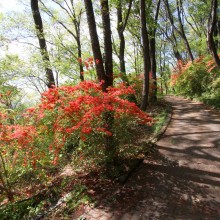 美の山ヤマツツジ