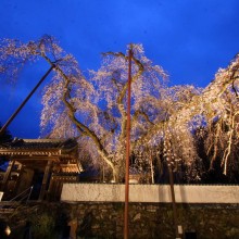 清雲寺しだれ桜ライトアップ