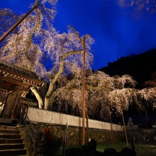 清雲寺しだれ桜ライトアップ