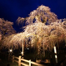 清雲寺しだれ桜ライトアップ