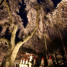 清雲寺しだれ桜ライトアップ