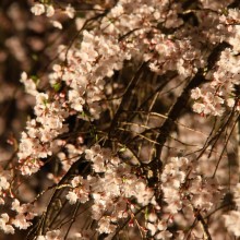 清雲寺しだれ桜ライトアップ