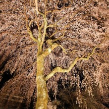 清雲寺しだれ桜ライトアップ