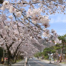 宝登山参道