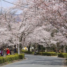 北桜通り