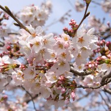 北桜通り