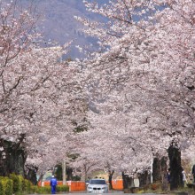 北桜通り