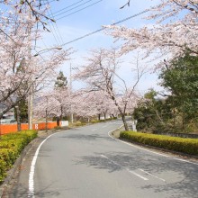 北桜通り