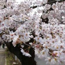 北桜通り