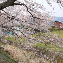 井戸桜並木