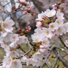 井戸桜並木