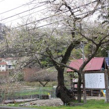 大手桜