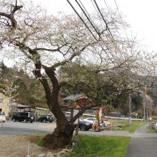 大手桜