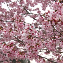 岩田桜