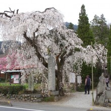 法善寺枝しだれ桜