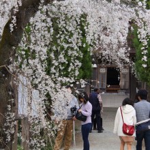 法善寺枝しだれ桜