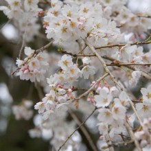 法善寺枝しだれ桜