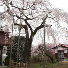 法善寺枝しだれ桜