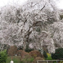 法善寺枝しだれ桜