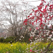 法善寺枝しだれ桜