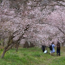 ちっちゃな桜のトンネル