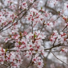 ちっちゃな桜のトンネル