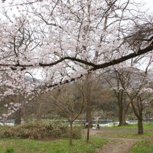 ちっちゃな桜のトンネル