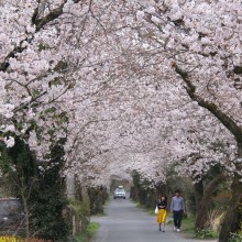 南桜通り