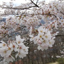 羊山公園見晴しの丘