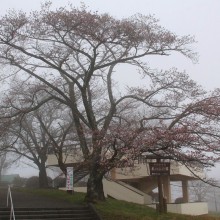 美の山公園桜