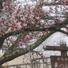 美の山公園桜