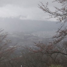 美の山公園桜